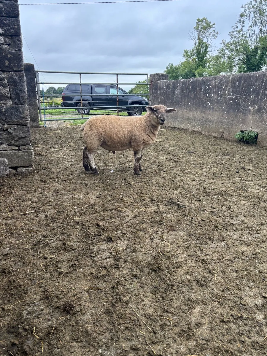 Rams for sale - Image 4