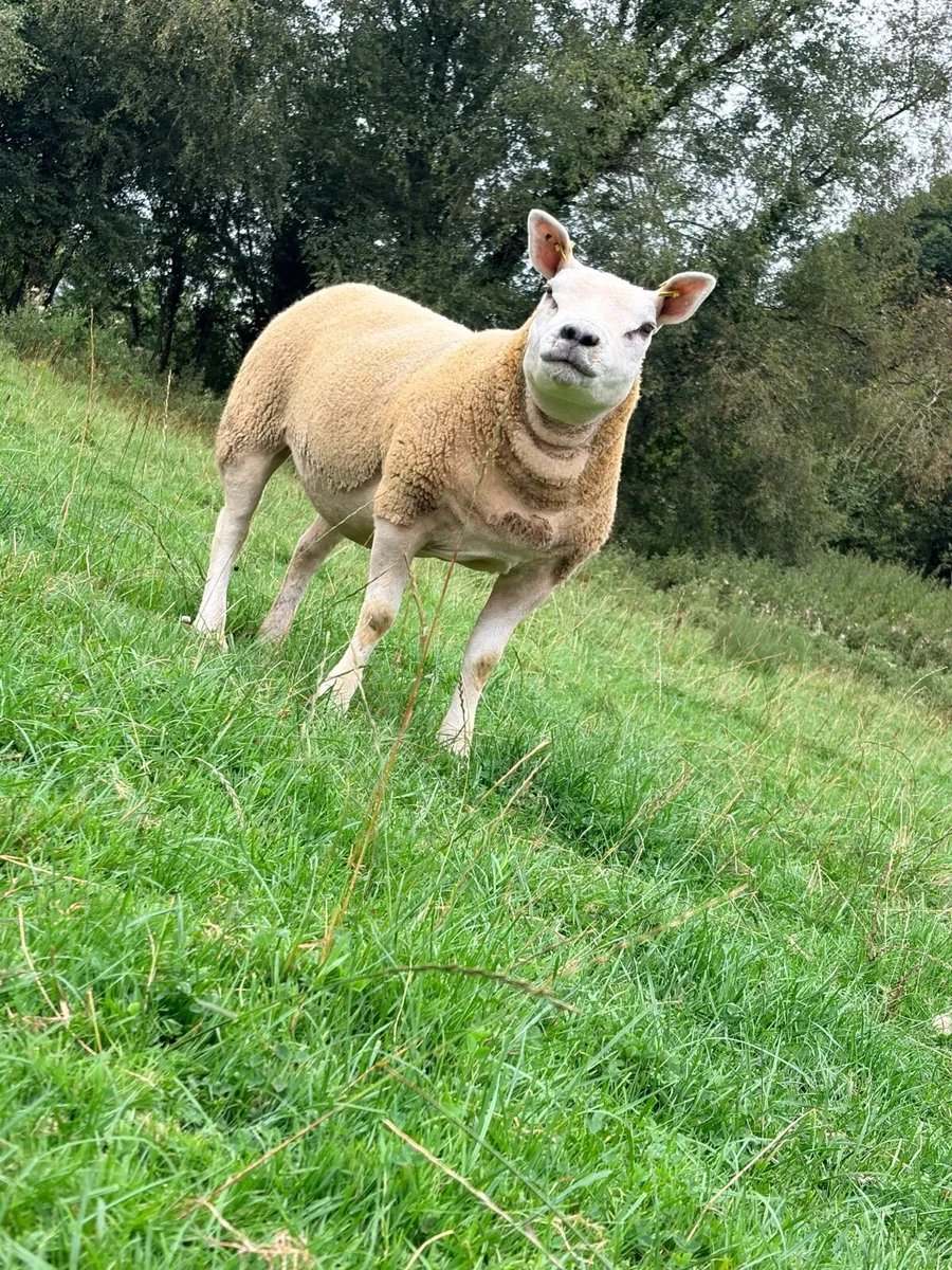 Pedigree Texel Hoggets - Image 3