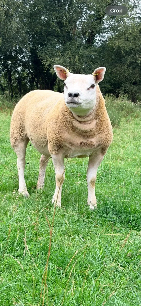 Pedigree Texel Hoggets - Image 4