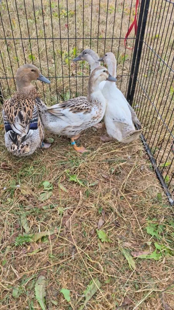 Point of lay ducks - Image 1