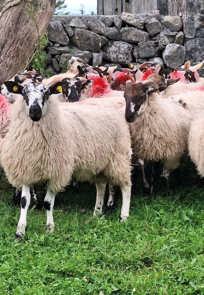 Ram Lambs - Image 1