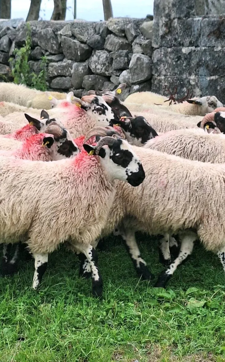 Ram Lambs - Image 2