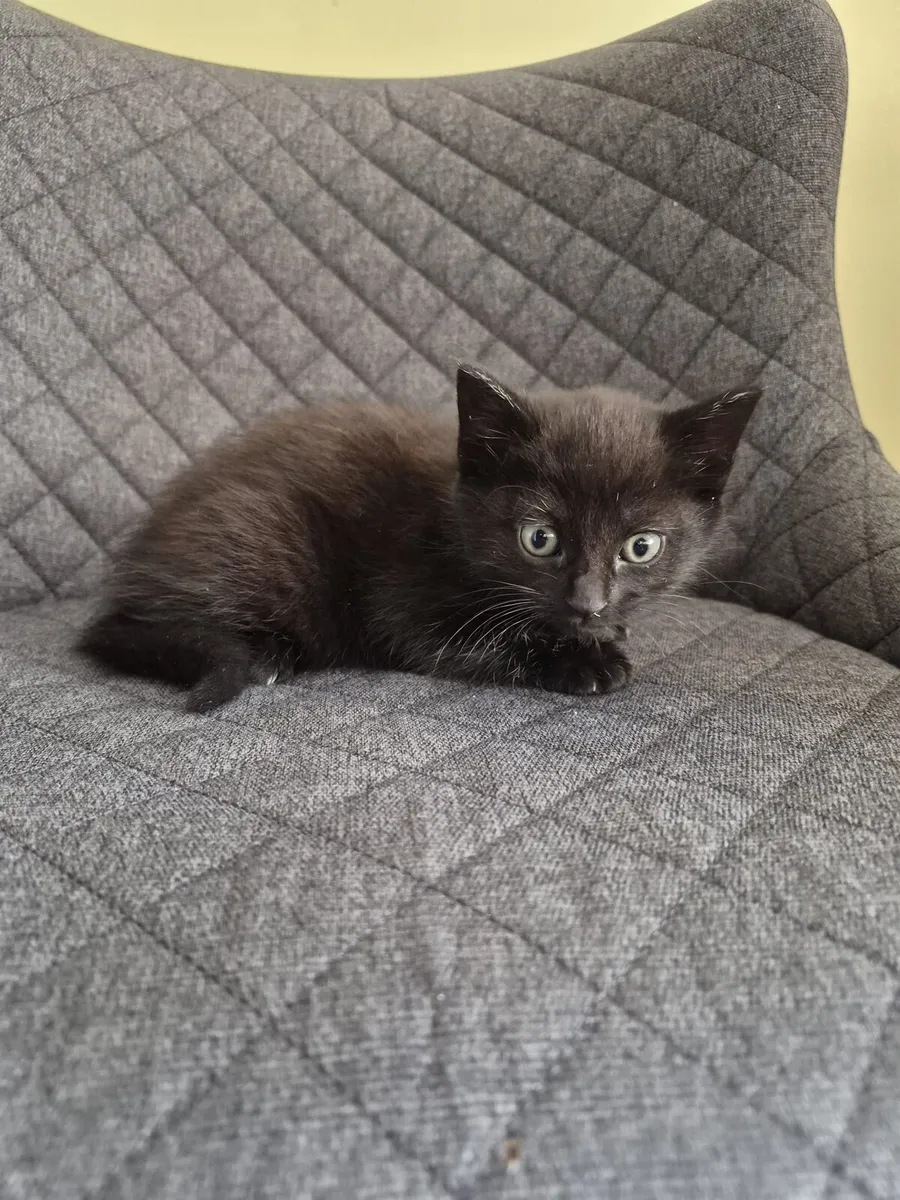 Kittens - Image 2