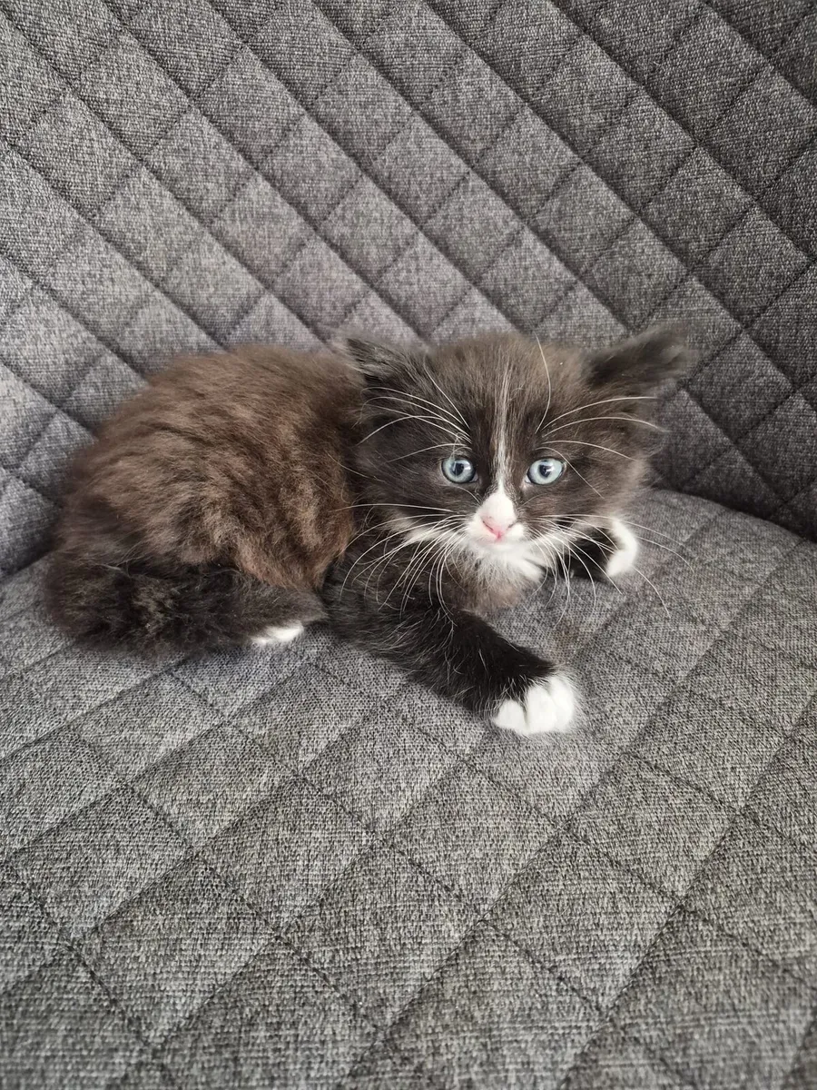 Kittens - Image 3