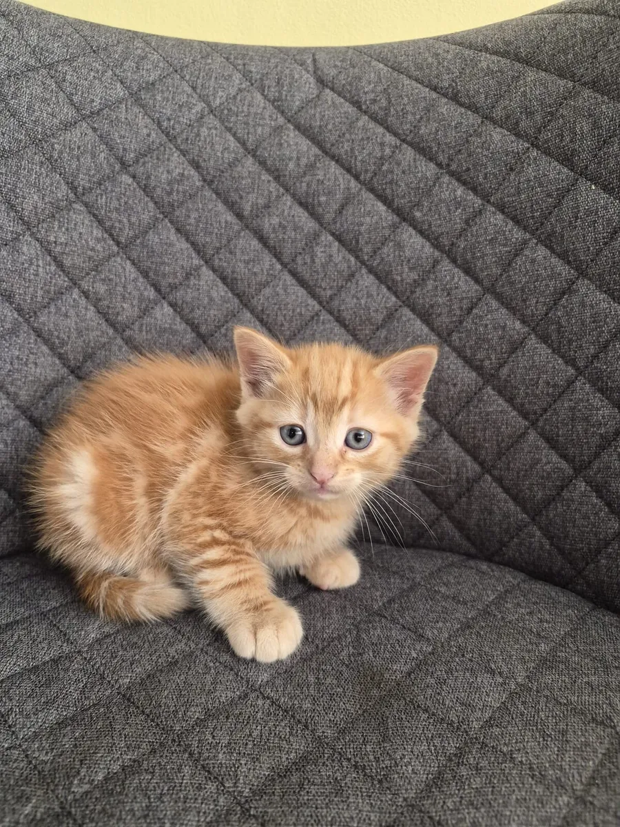 Kittens - Image 1