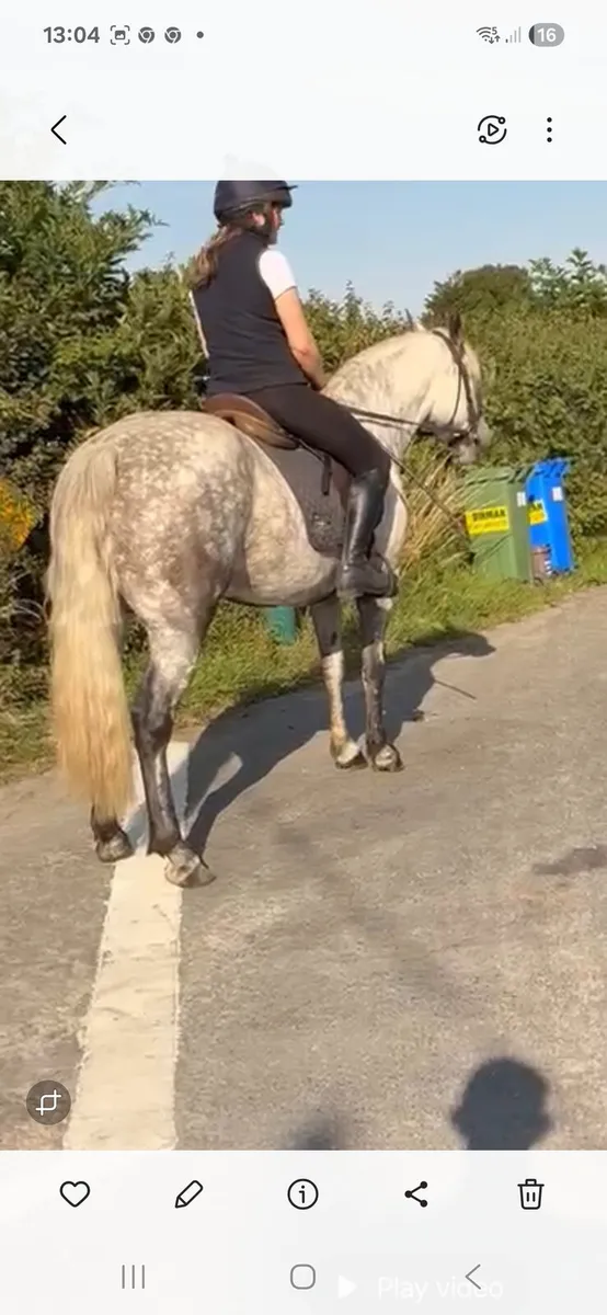 Conemara mare - Image 4