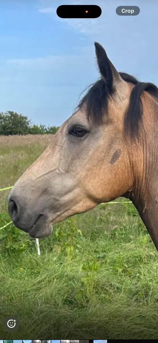 3 year Old Connemara Pony - Image 4
