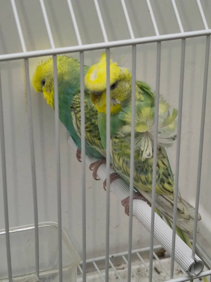 Hagoromo budgie 4 pairs Hagoromo budgie 4 pairs - Image 1