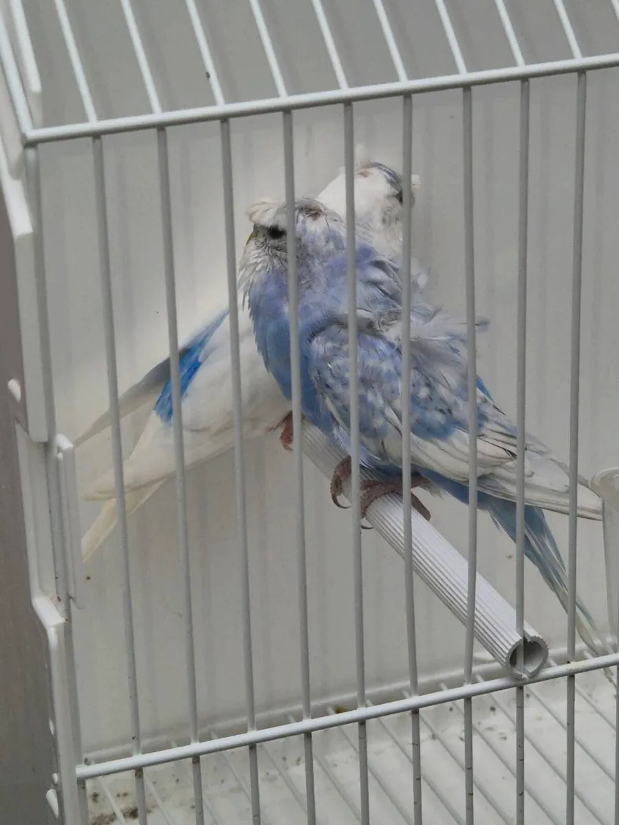 Hagoromo budgie 4 pairs Hagoromo budgie 4 pairs - Image 2