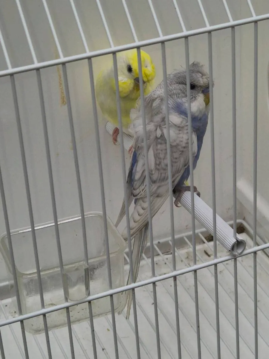 Hagoromo budgie 4 pairs Hagoromo budgie 4 pairs - Image 3