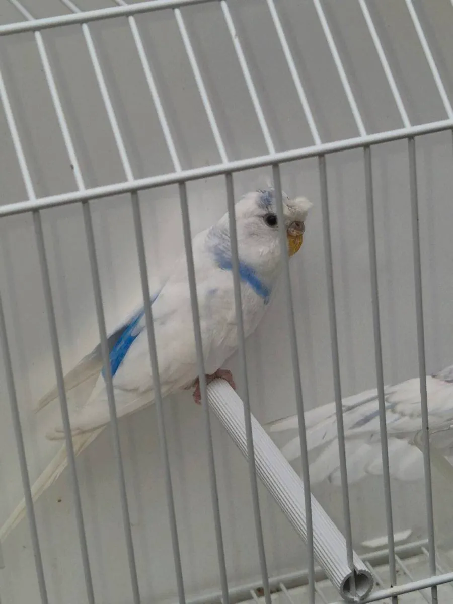 Hagoromo budgie 4 pairs Hagoromo budgie 4 pairs - Image 4