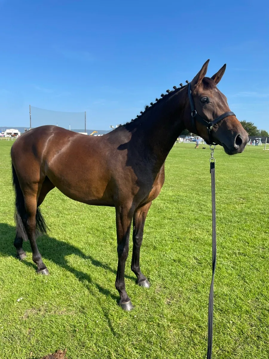 3yo filly - Image 3