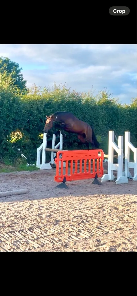 3yo filly - Image 4