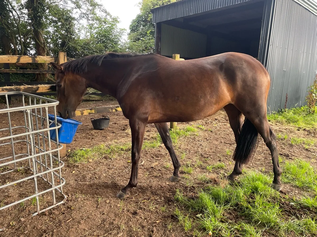 3yo filly - Image 4
