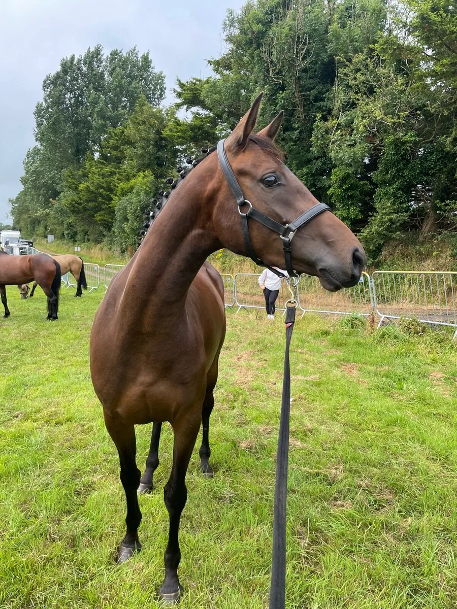 3yo filly - Image 1