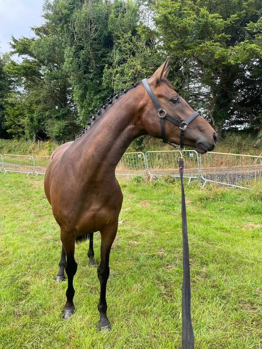 3yo filly - Image 2