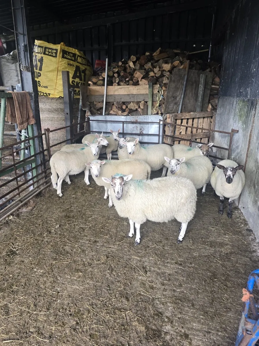 10 Cheviot x ewe lambs - Image 4