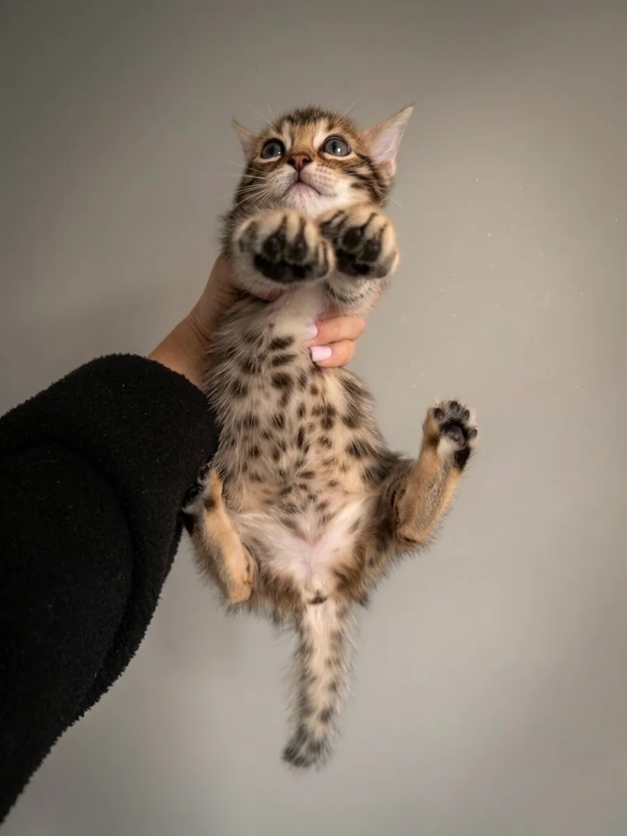 Bengal Kittens - Image 2