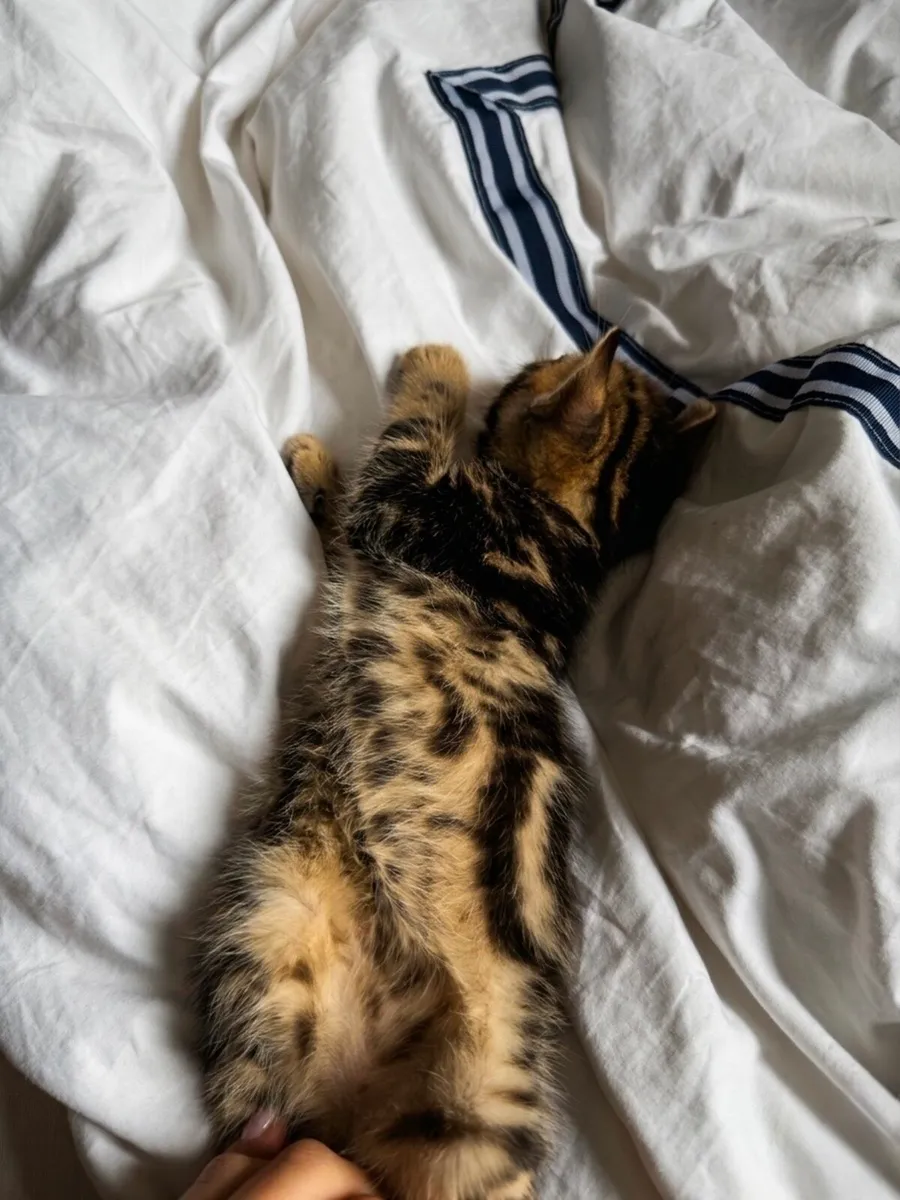 Bengal Kittens - Image 3