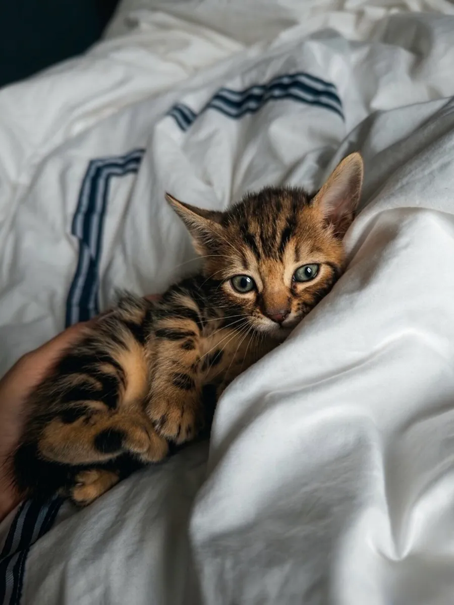 Bengal Kittens - Image 4