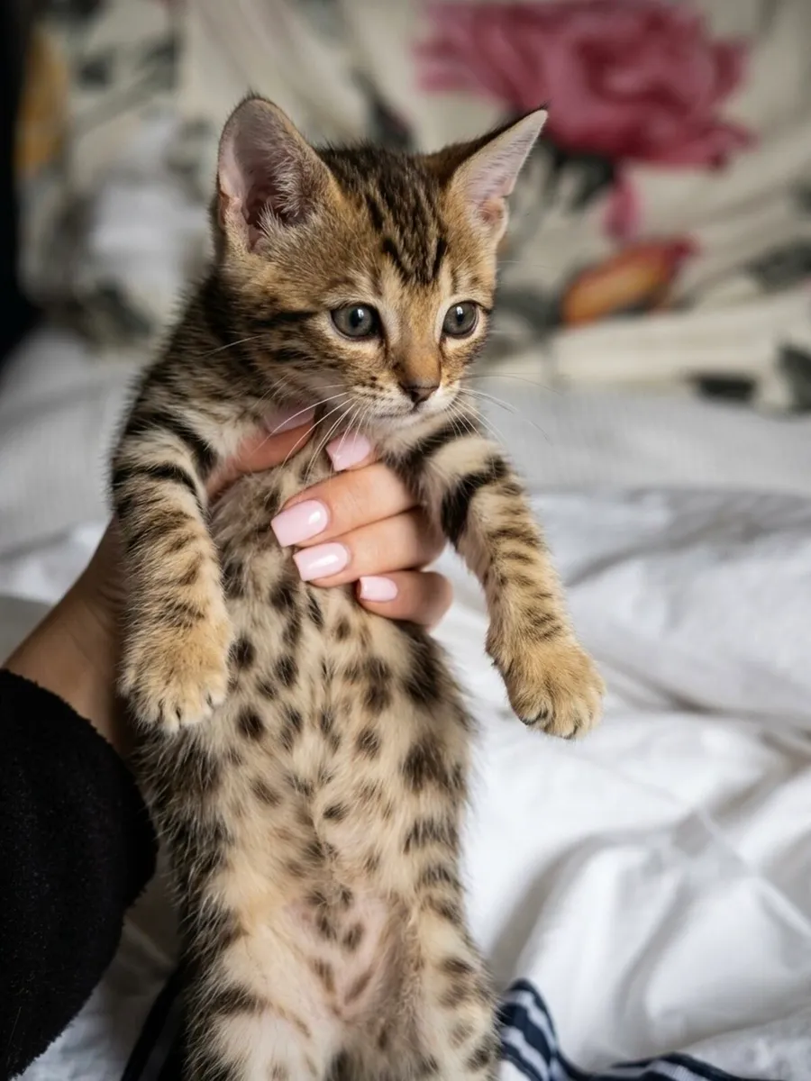 Bengal Kittens - Image 1