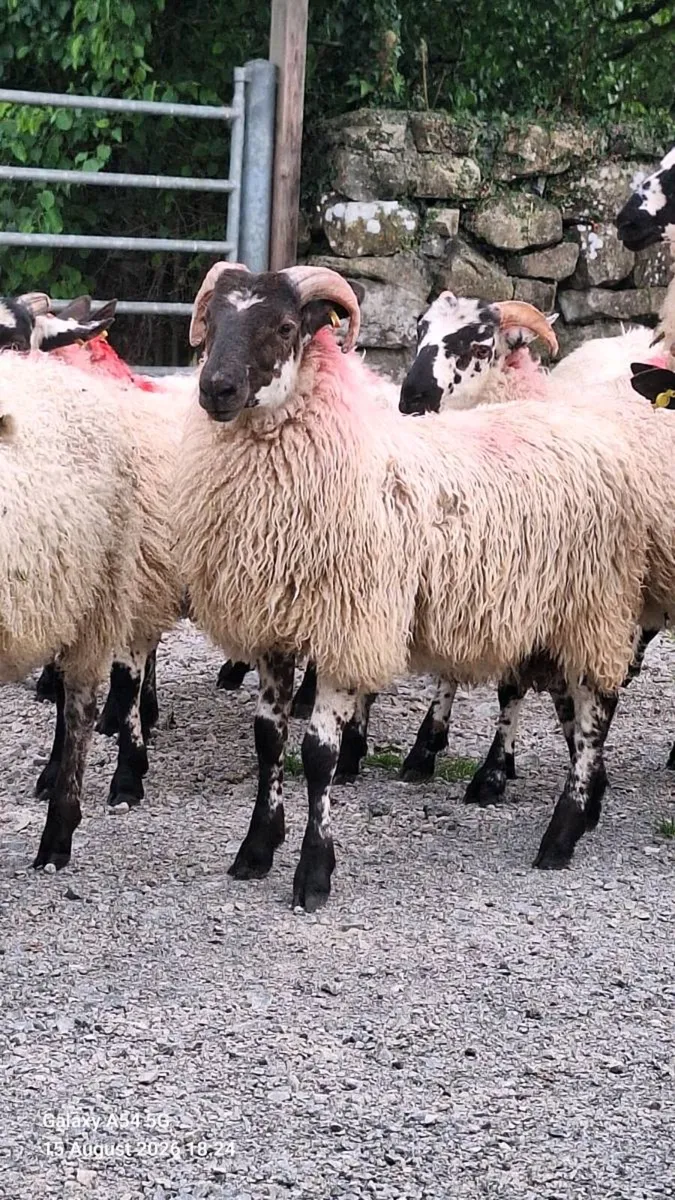 Ram Lambs - Image 4