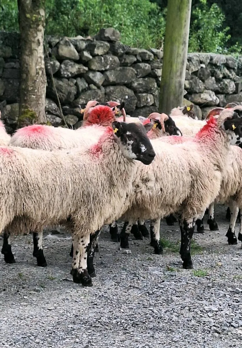 Ram Lambs - Image 3
