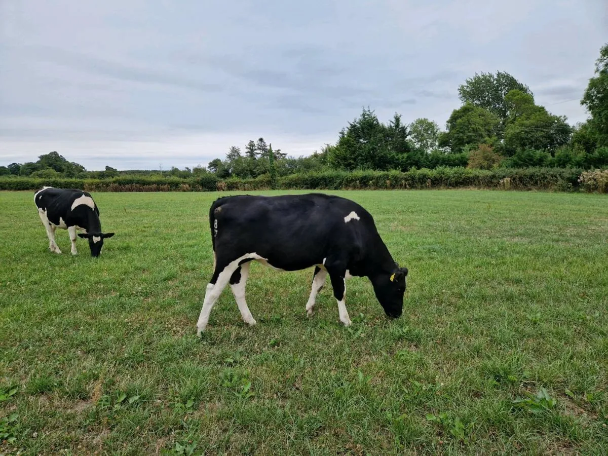 High EBI Maiden Heifer - Image 3