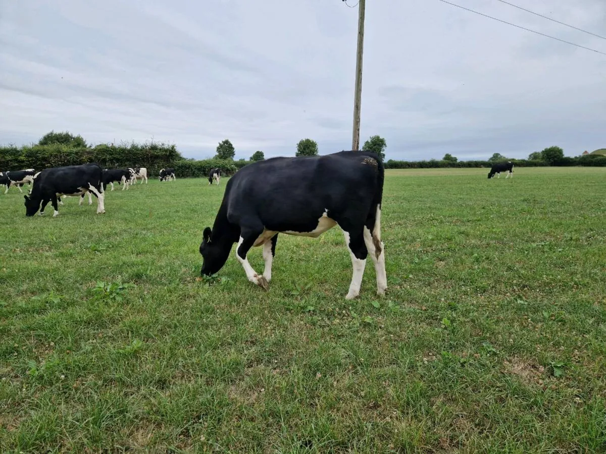 High EBI Maiden Heifer - Image 1