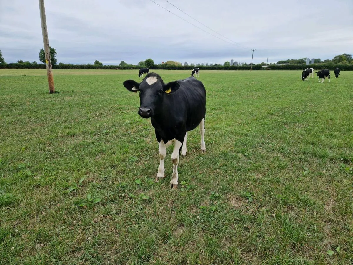 High EBI Maiden Heifer - Image 2