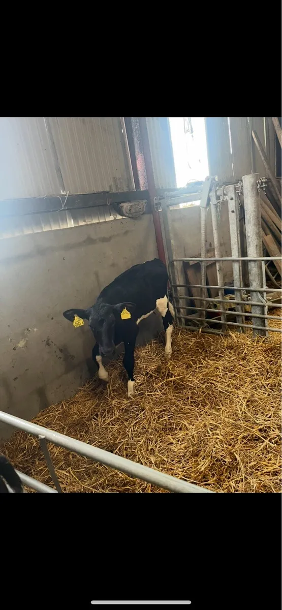 Calves - Image 3