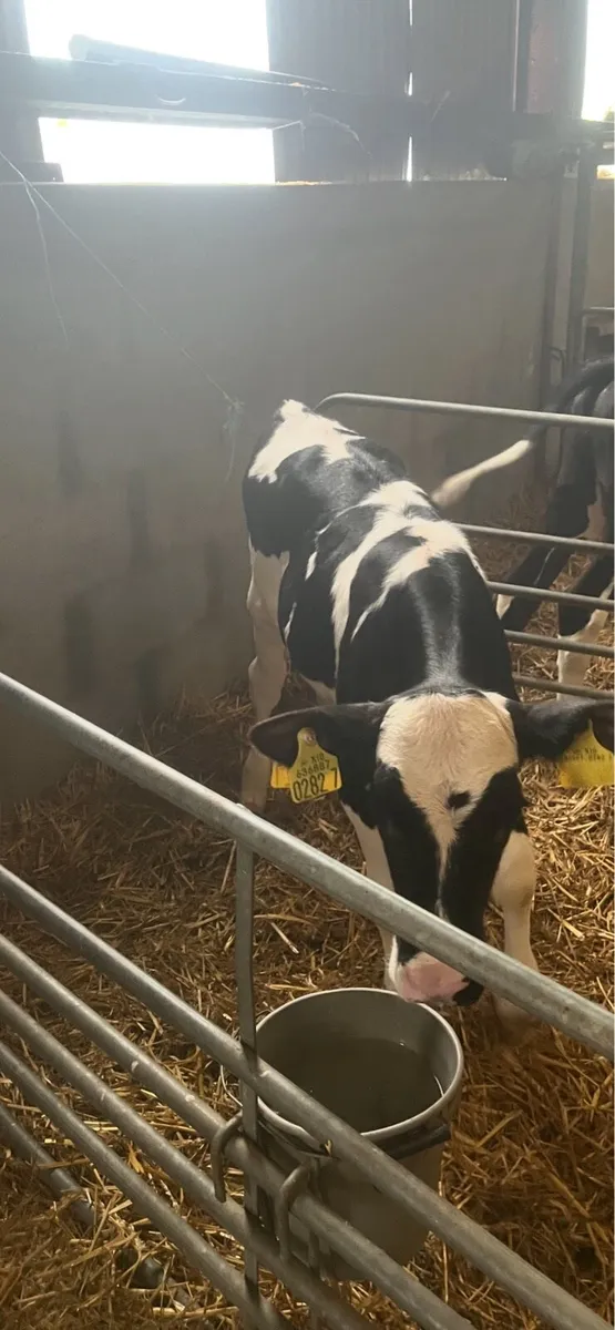 Calves - Image 1