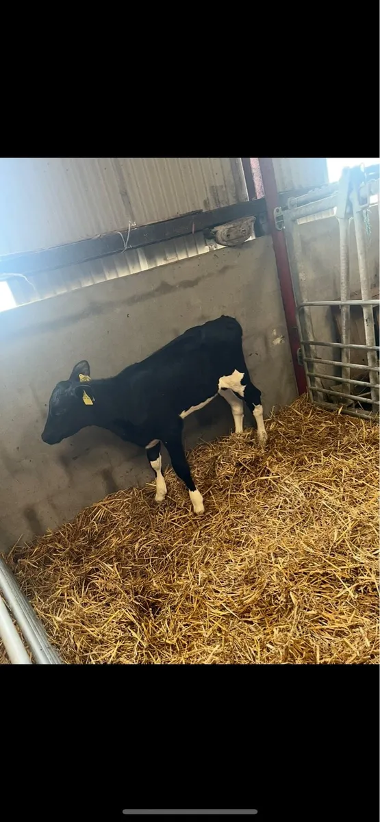Calves - Image 2