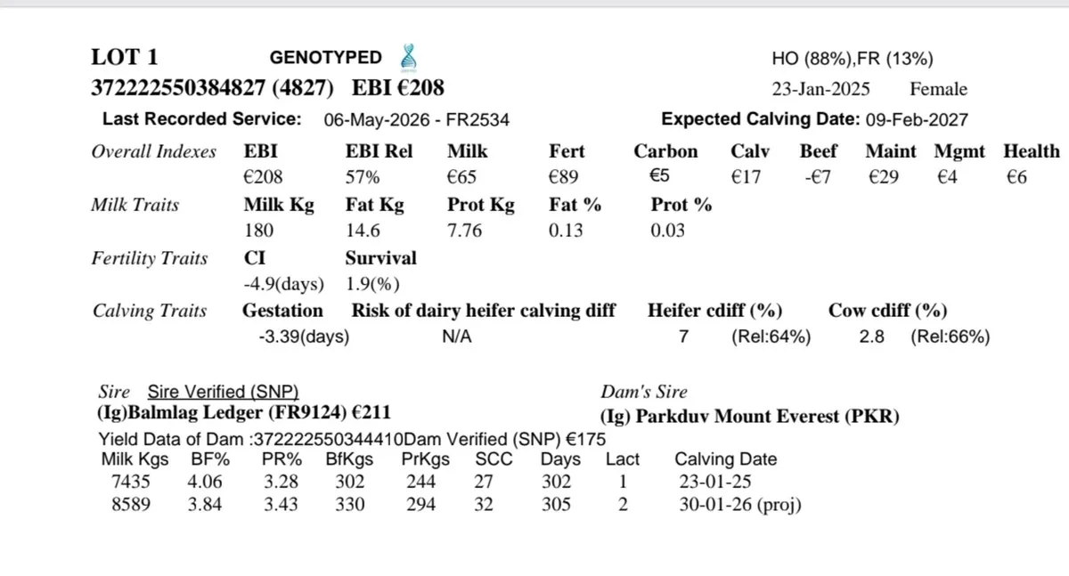 High EBI Maiden Heifer - Image 4
