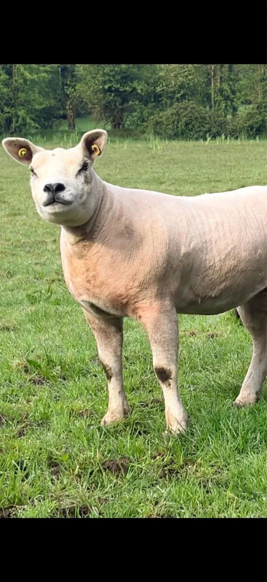 Pedigree Texel Hoggets - Image 2