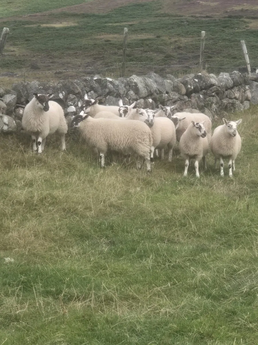 Cooley sheep breeders sale. Cheviot x ewe lambs - Image 1
