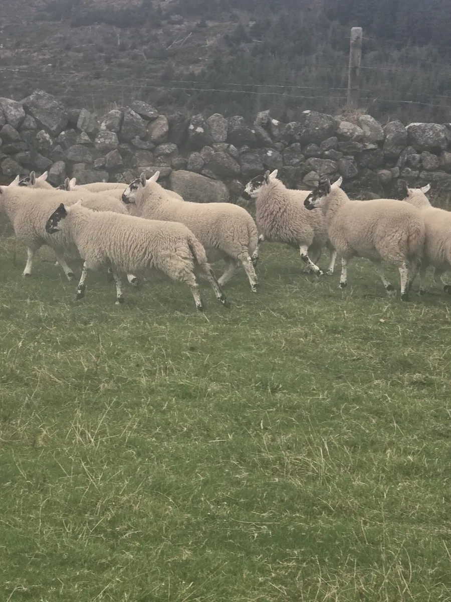 Cooley sheep breeders sale. Cheviot x ewe lambs - Image 2