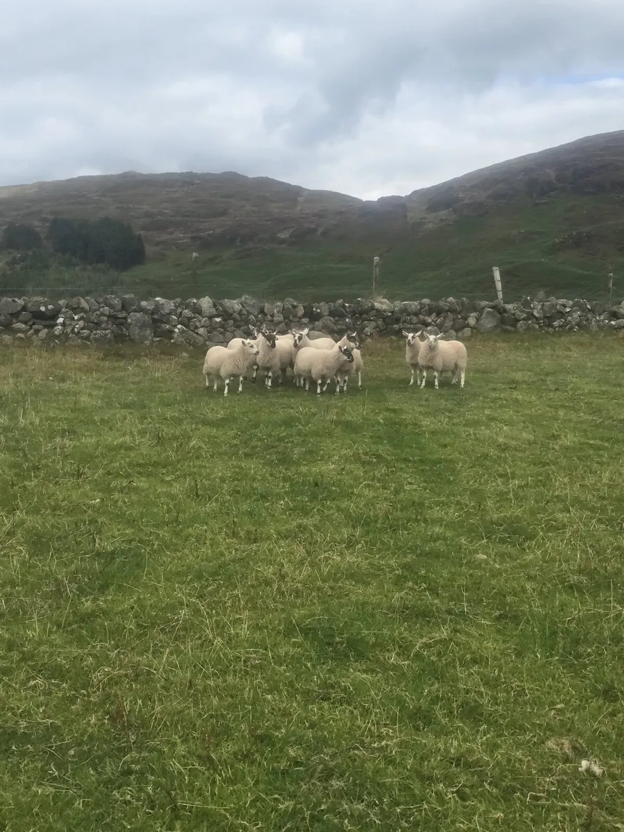 Cooley sheep breeders sale. Cheviot x ewe lambs - Image 3