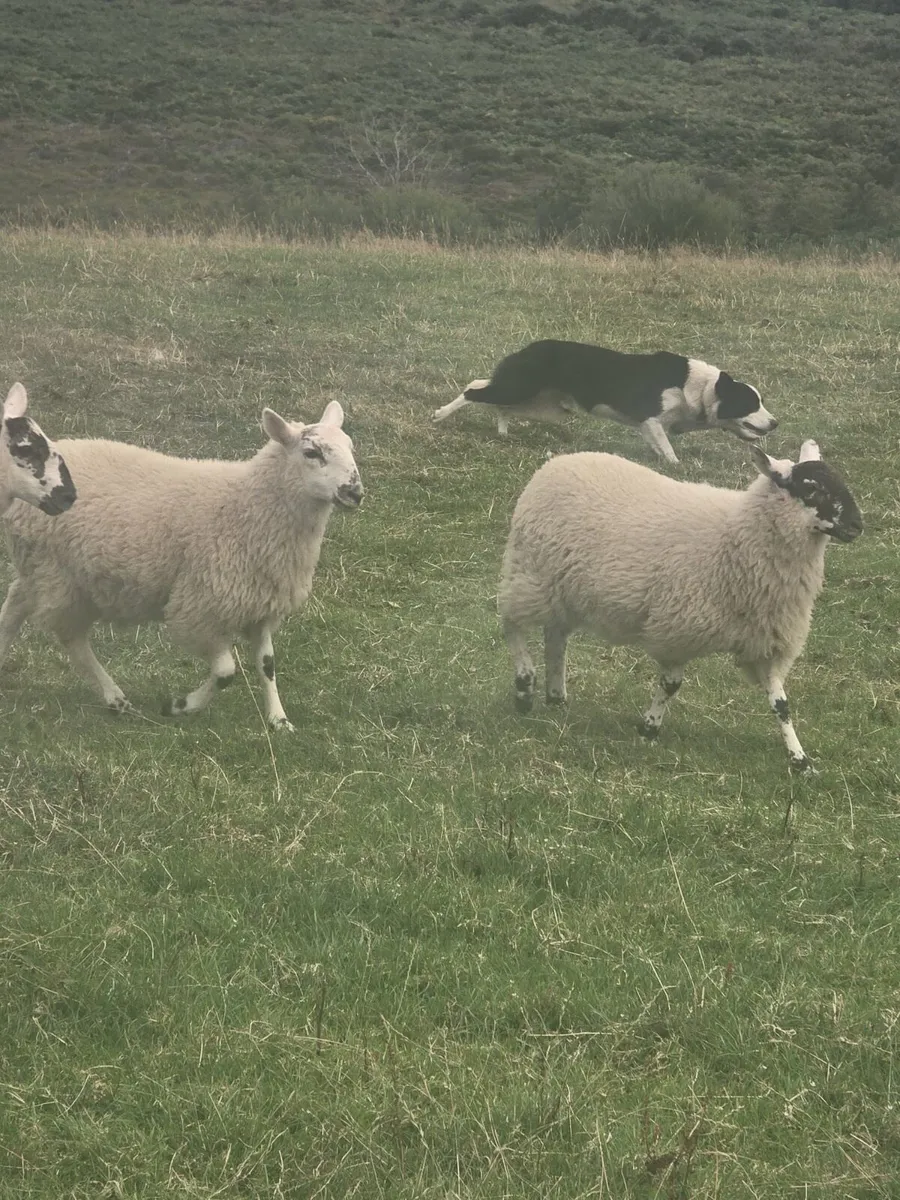 Cooley sheep breeders sale. Cheviot x ewe lambs - Image 4