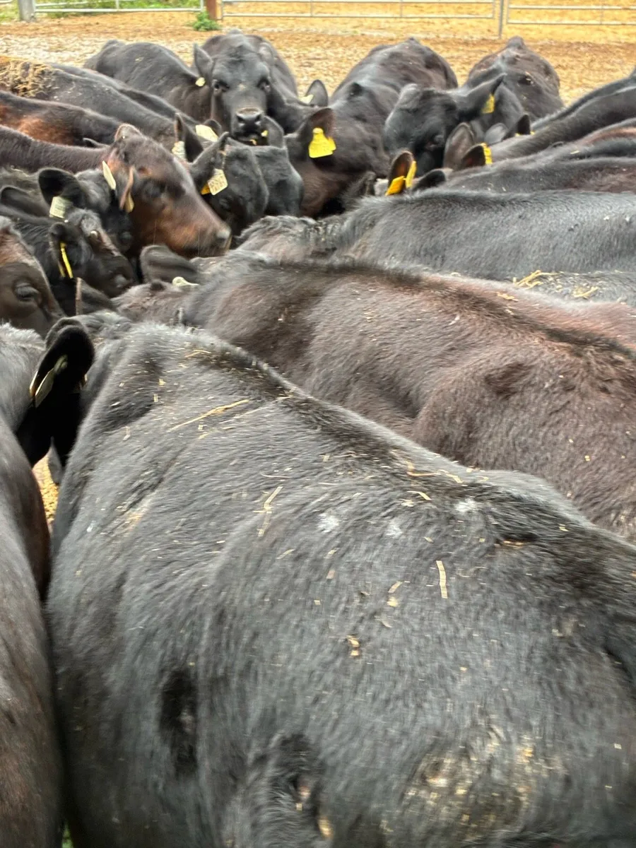 35 SUPER QUALITY GRASS AA BULL WEANLINGS - Image 3
