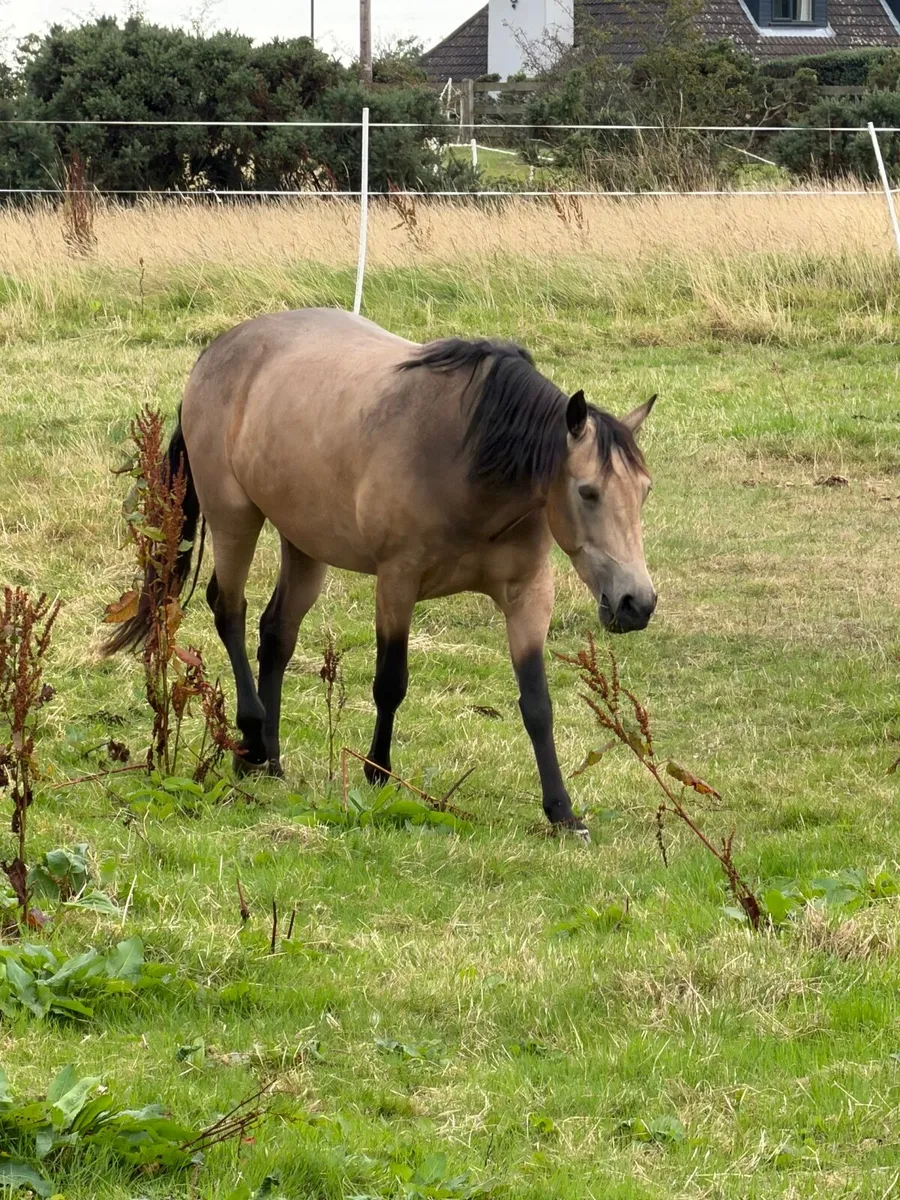 3 year Old Connemara Pony - Image 1