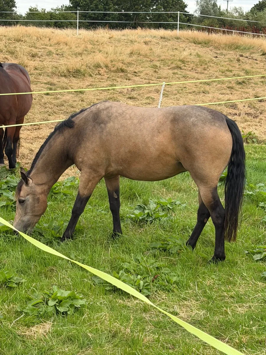 3 year Old Connemara Pony - Image 2