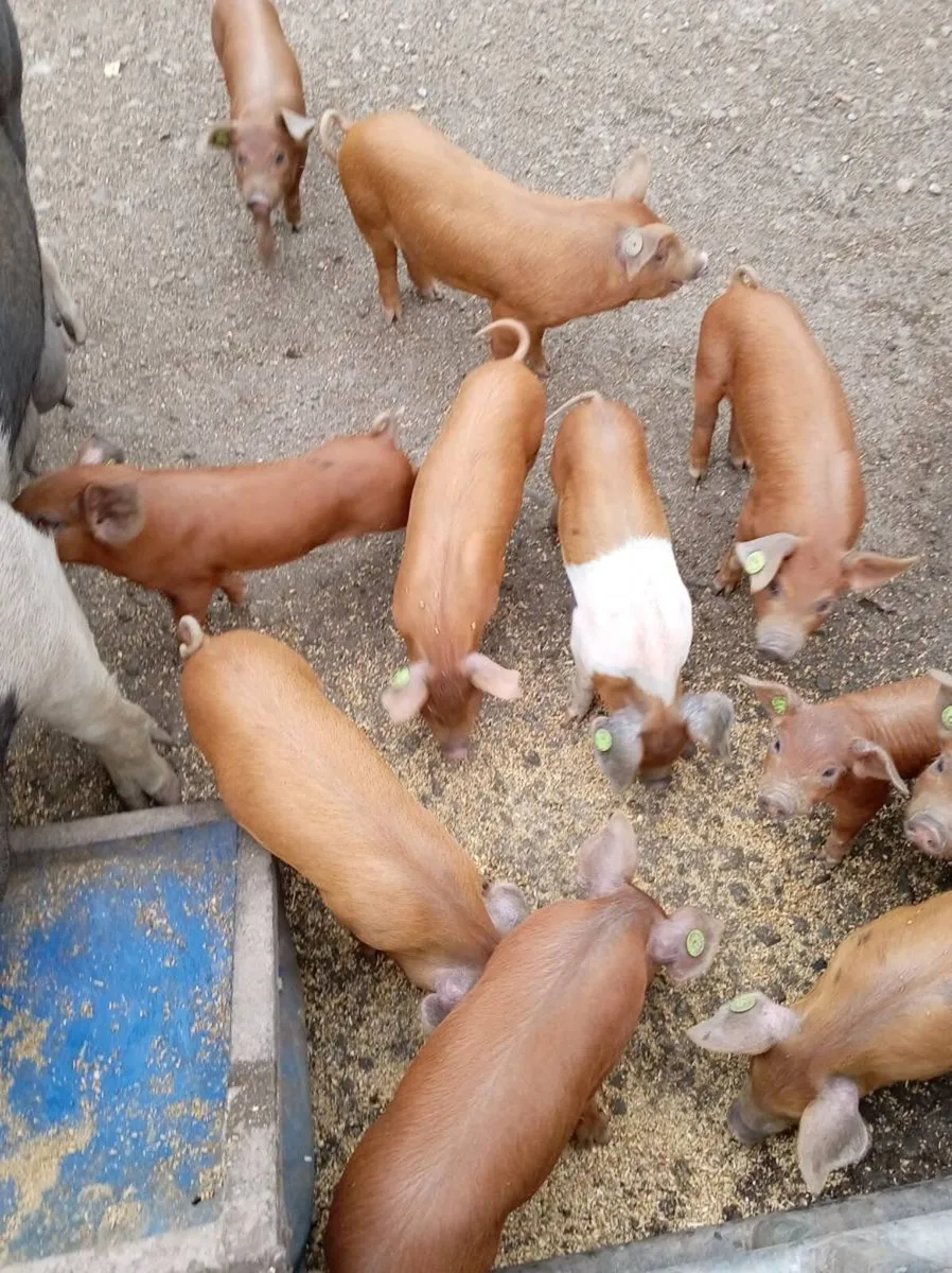 Fully certified organic piglets - Image 2