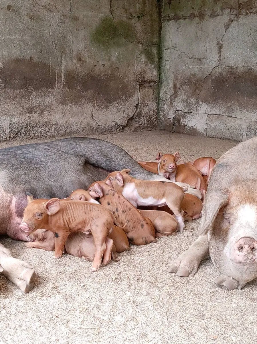 Fully certified organic piglets - Image 3