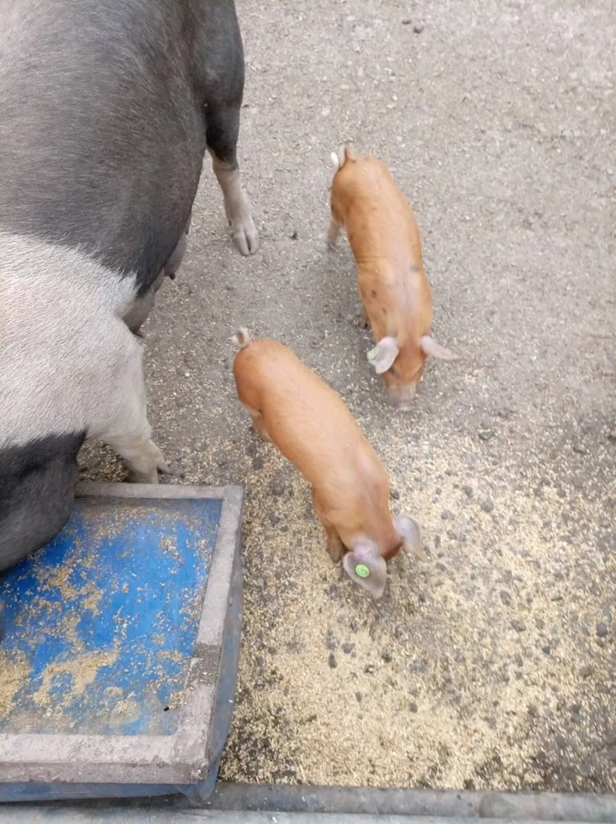 Fully certified organic piglets - Image 4