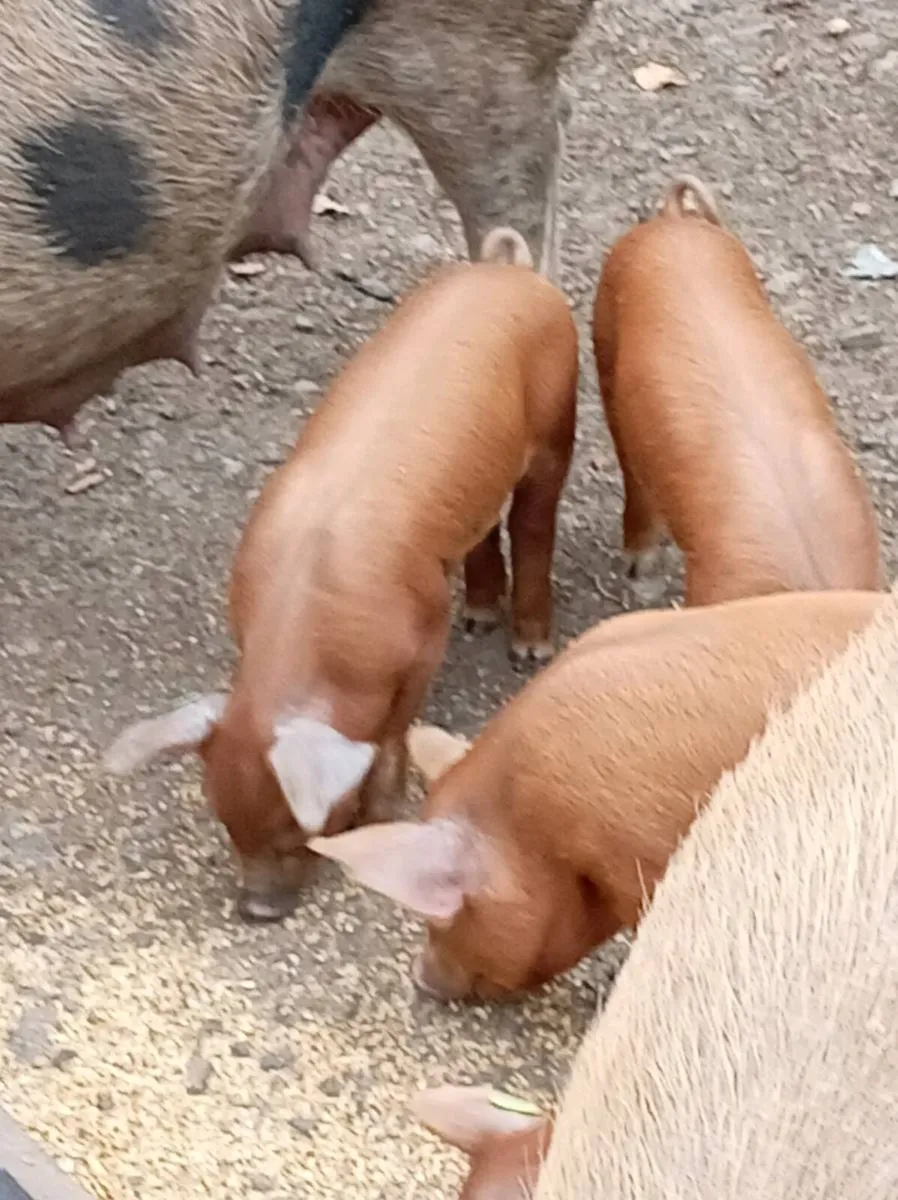 Fully certified organic piglets - Image 1