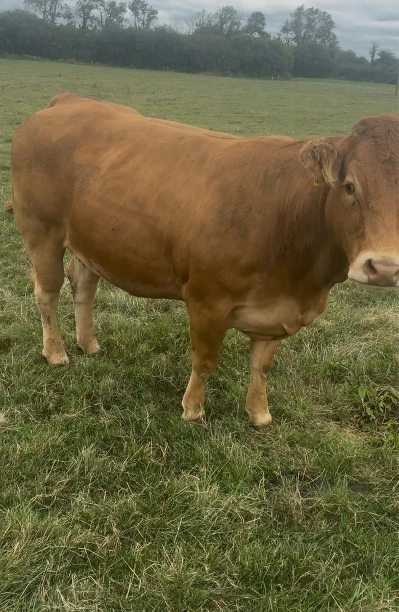 Castleisland Mart 2.5 year old heifers in calf - Image 1