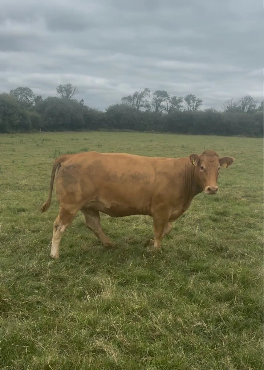 Castleisland Mart 2.5 year old heifers in calf - Image 2