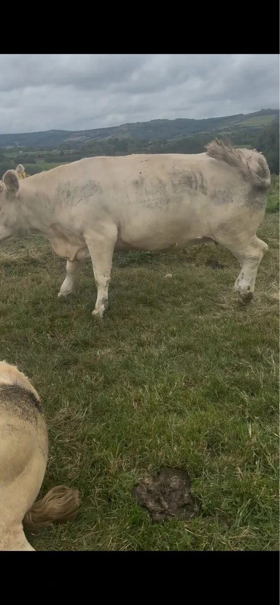 Castleisland Mart 2.5 year old heifers in calf - Image 3