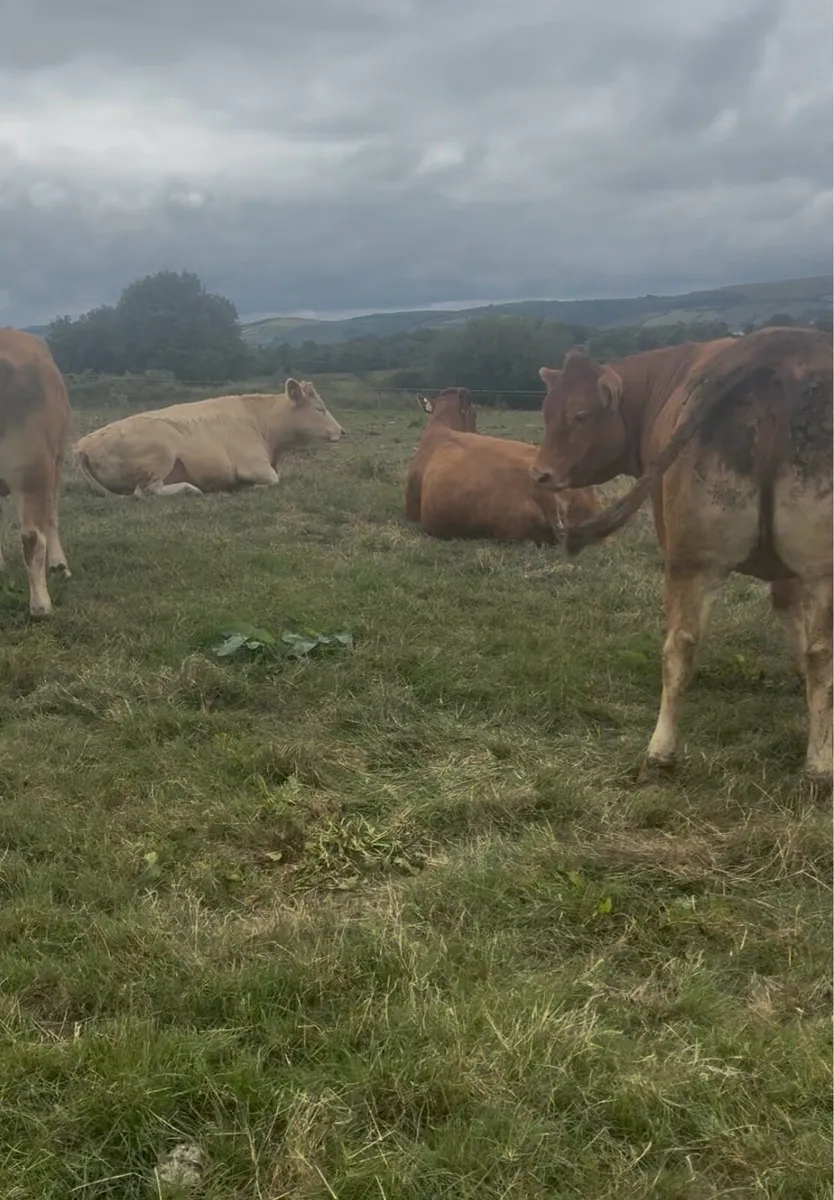 Castleisland Mart 2.5 year old heifers in calf - Image 4